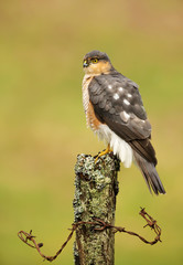 Adult male sparrowhawk Accipiter nisus sitting on an old post with a wire in the Scottish woods.