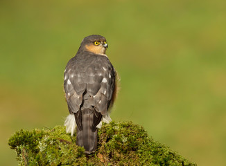 Adult male sparrowhawk Accipiter nisus sitting on a mossy log in the Scottish woods.