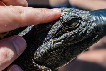 Crocodile in the wild