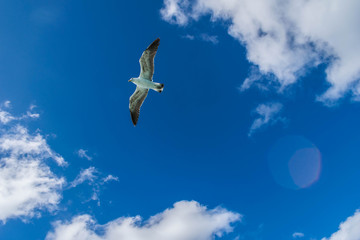 Möwe am himmel