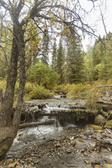 Altai mountains landscape. Forest river
