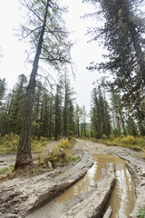 Coniferous forest. Dirty puddles on road