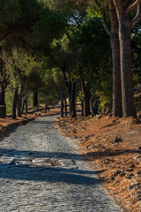 Pinien entlang der Via Appia Antica