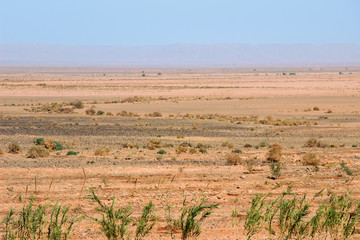 plants growing in desert land
