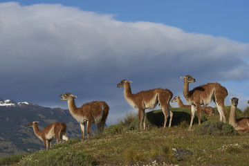 Naklejka na ściany i meble Group of Guanaco (Lama guanicoe) standing on a hillside in Valle Chacabuco, northern Patagonia, Chile.