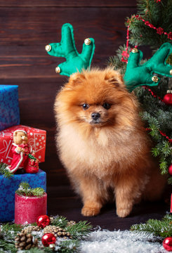 Pomeranian dog in christmas decorations on dark wooden background. The year of the dog. New year dog. Beautiful dog