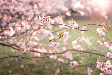 Kirschblüte