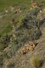 South American Grey Fox (Lycalopex griseus) on a sunny hillside in Valle Chacabuco, northern Patagonia, Chile.