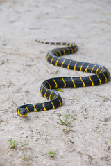 Mangrove snake creeping on white sand