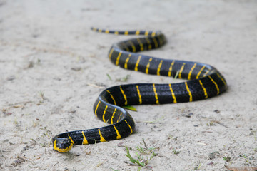 Mangrove snake creeping on white sand