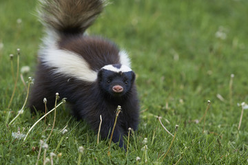 Humboldt's hog-nosed skunk (Conepatus humboldti) searching for food in Valle Chacabuco, Patagonia, Chile - obrazy, fototapety, plakaty