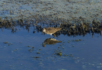 Piro piro, hypoleucos Tringa, reflecting on a pond