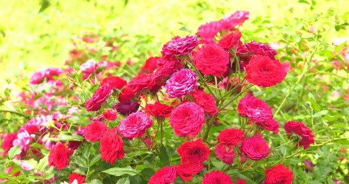 Roses shrub beautiful in the wind 4K [6 clips] - by HDFILM.IT