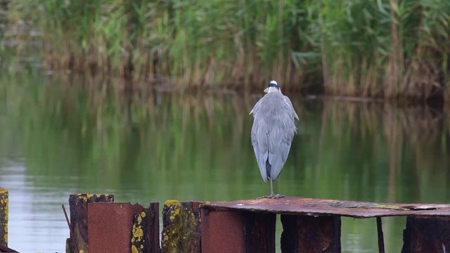 Graureiher steht auf rostigen Metal im Hafenbecken, Darsser Nothafen, (Ardea cinerea) 