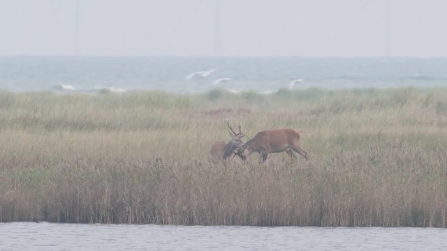 Junge Rothirsche beim spielerischen Kampf, Weststrand Darss, (Cervus elaphus)
