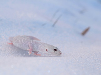 diablo blanco sulla neve