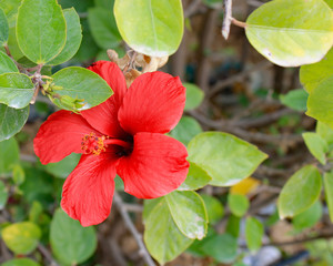 rote Hibiskusblüte in Tunesien