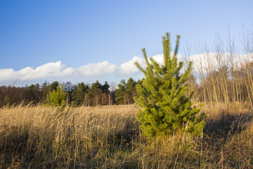 Single pine tree on a wild meadow