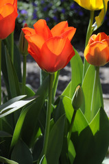 Fototapeta premium Tulpe