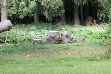 stumps on green grass or graden