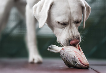 Junger hungriger labrador retriever hund welpe frisst einen Fisch