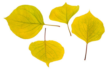 cut a yellow leaf poplar on white background in four different views