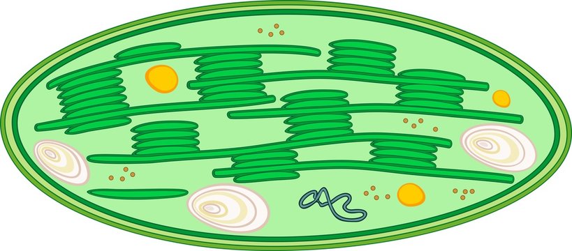 Chloroplast Unlabeled