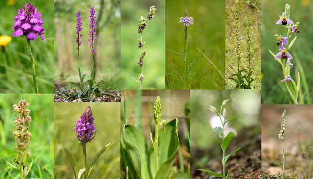 Selection of British orchids. Wildflowers in the family Orchidaceae native to the UK