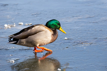 Drake Mallard