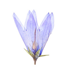 herbarium collection