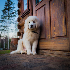 White puppy Tatra Sheepdog sitting on the stone threshold of a wooden country house with a tree trunk in the background..
