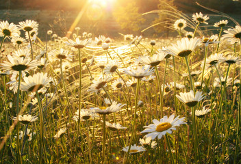 Camomile field lit with warm evening light