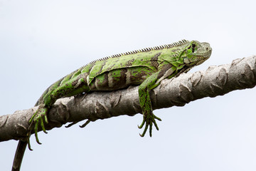 Iguana de Costado