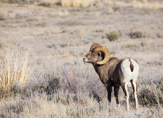 Bighorn Sheep Ram