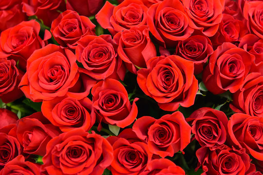 Background of many red roses. Scarlet luxury rose close. Noble holiday flowers for a gift. Romantic love symbol - the most beautiful flowers. 