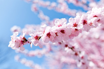 Kirschbaum in voller Blüte