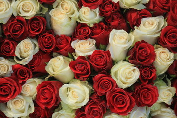 Group of red and white roses