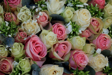 Obraz na płótnie Canvas Group of Pink roses