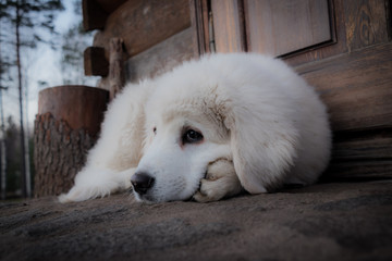 white Tatra sheepdog on a background of wooden rural door