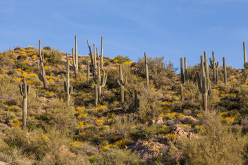 Fototapeta na wymiar Springtime in the Arizona Desert