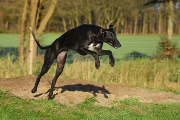 springender schwarzer Galgo Espanol