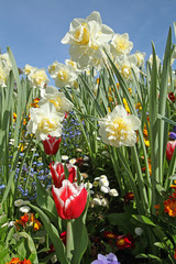 Narcisse double 'Fair Lady' 