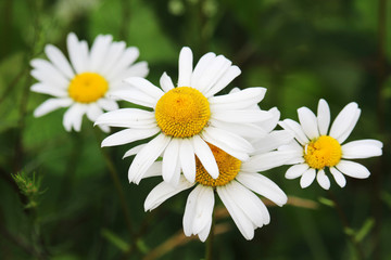 Daisies in a summer field 