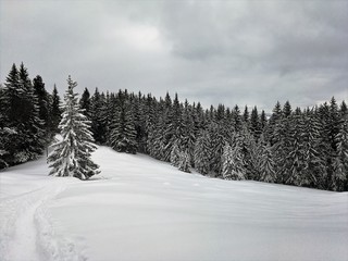 Tannen mit Schnee