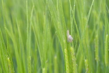 Snail on green wheat field in rainy day