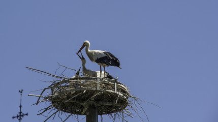Fototapeta premium Stork