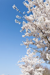 Bl&uuml;hende Kirschb&auml;ume vor blauem Himmel