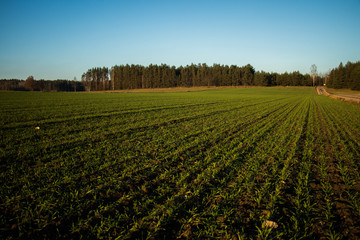 agricultural field with sown green plants growing evenly from the brown soil