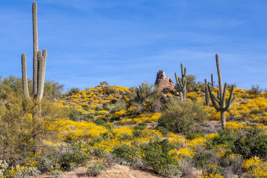 Scenic Arizona Desert Landscape in Spring