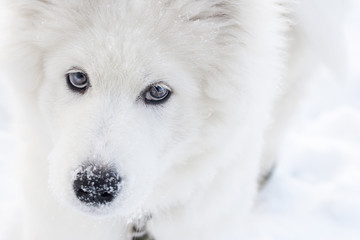 Obraz na płótnie Canvas Sad muzzle of a large white dog closeup